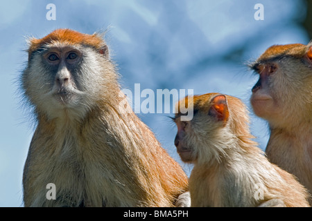 Trois Singes Patas Banque D'Images