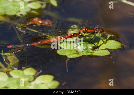 Grande Libellule Rouge - Femelle Banque D'Images