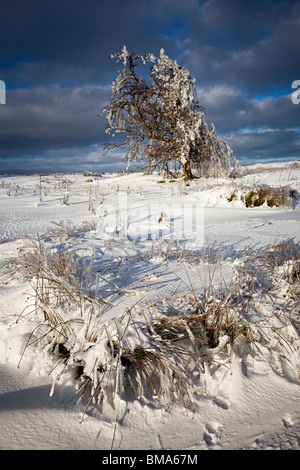 Le moorland Ardanaiseig en hiver Wales UK Banque D'Images