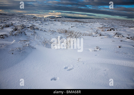 Des pistes d'animaux dans la neige en hiver landes Blorenge Wales UK Banque D'Images