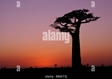 L'Grandidier baobabs au coucher du soleil, Morondava, Madagascar Banque D'Images