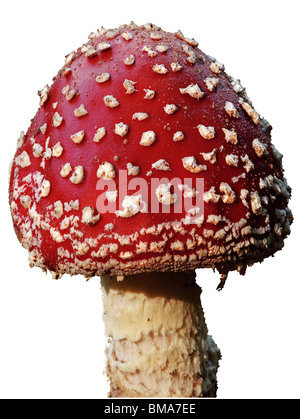 Un champignon isolé sur un fond blanc. Banque D'Images