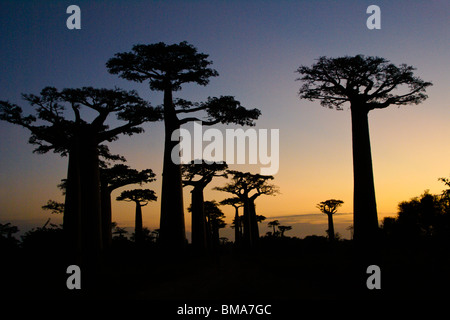 L'Grandidier baobabs au coucher du soleil, Morondava, Madagascar Banque D'Images