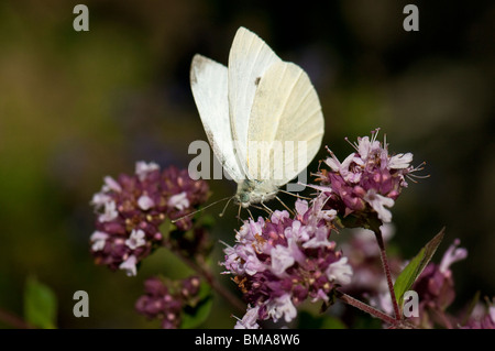 Petit blanc du chou (Pieris rapae), papillon sur les fleurs sauvages Majoram. Banque D'Images