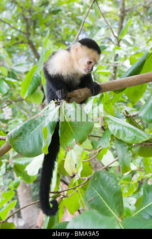 Singe capucin à tête blanche au Costa Rica Banque D'Images