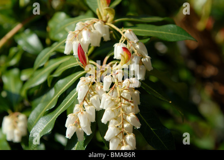 Détail de la fleur sur un Pieris japonica ou Forest Flame dans un chalet jardin Banque D'Images