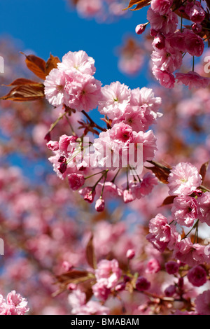 Fleur de cerisier au printemps, UK - Prunus 'Kanzan' Banque D'Images