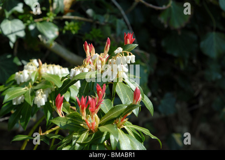 Détail de la fleur sur un Pieris japonica ou Forest Flame dans un chalet jardin Banque D'Images