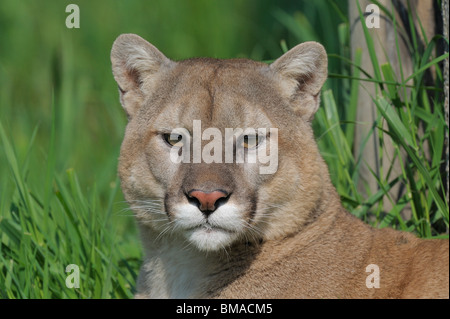 Portrait de Mountain Lion, Minnesota, USA Banque D'Images