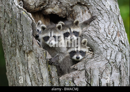 Baby Raccoons, Minnesota, USA Banque D'Images