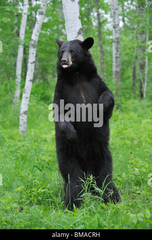 L'ours noir en forêt, Minnesota, USA Banque D'Images