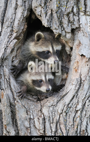 Baby Raccoons, Minnesota, USA Banque D'Images