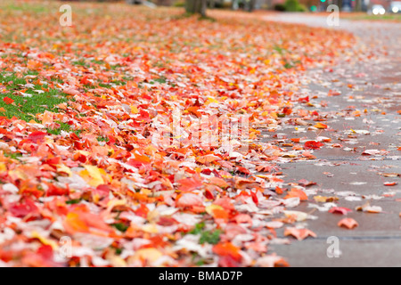 Close-up of Autumn Leaves Banque D'Images