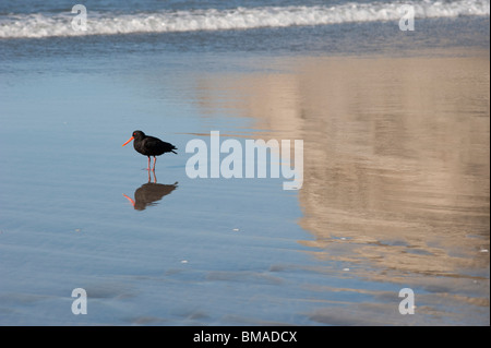 Shore Bird Standing on Beach, île du Sud, Nouvelle-Zélande Banque D'Images