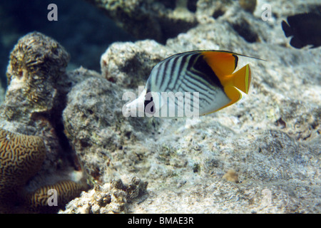 Threadfin médiocre (Chaetodontidae), barrière de corail, mer Rouge, Egypte. Banque D'Images