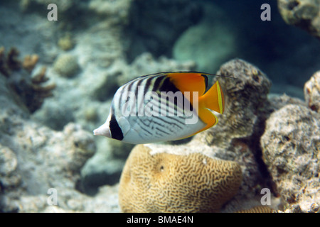 Threadfin médiocre (Chaetodontidae), barrière de corail, mer Rouge, Egypte. Banque D'Images