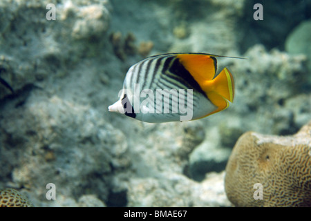 Threadfin médiocre (Chaetodontidae), barrière de corail, mer Rouge, Egypte. Banque D'Images