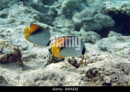 Threadfin médiocre (Chaetodontidae), barrière de corail, mer Rouge, Egypte. Banque D'Images