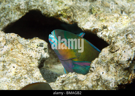 Rusty poisson perroquet (Scarus ferrugineus), barrière de corail, mer Rouge, Egypte. Banque D'Images