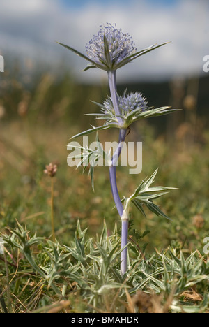 Holly mer ou bleu eryngo (Eryngium bourgatii) Banque D'Images