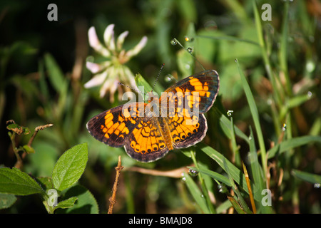 Pearl Crescent Phyciodes tharos) papillon Banque D'Images