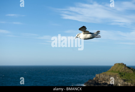 Le Fulmar boréal en vol à la côte de Causeway Banque D'Images