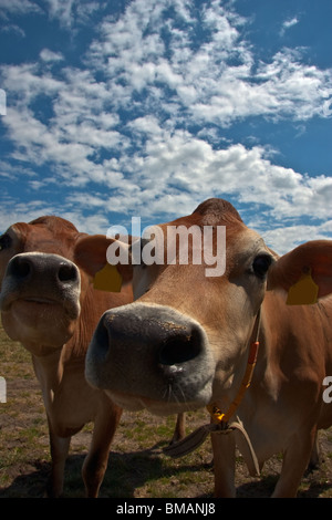 Les vaches curieuses les odeurs à mon objectif. Banque D'Images