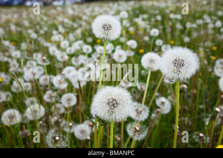 Le pissenlit Taraxacum officinale graines UK Banque D'Images