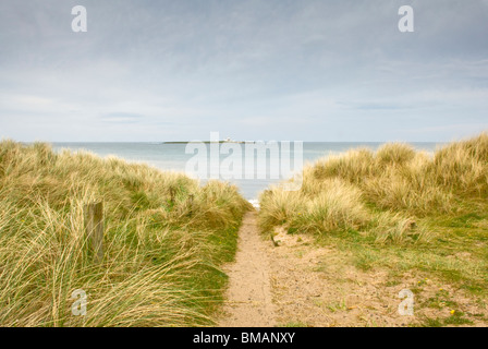 Vue de Coquet Island à travers les dunes à Druridge Bay, Northumberland, Angleterre. Banque D'Images