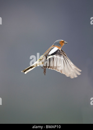 Chaffinch Fringilla coelebs mâle en vol avec des ailes déployées contre un ciel noir brillant clair montrant les marquages Banque D'Images