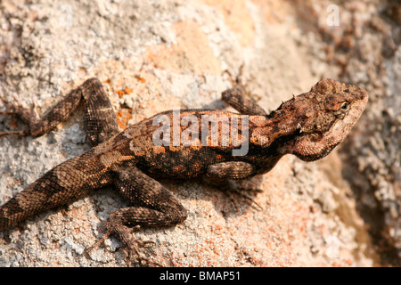 Rock péninsulaire (agama psammophilus dorsalis) dans bandhavgarh national park, Madhya Pradesh, Inde Banque D'Images