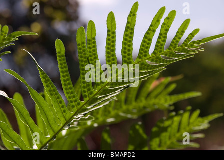 Le polypode Polypodium cambricum, le sud de fougère. Banque D'Images