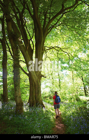 Walker sur le chemin à travers bois Coed Cadw Gray Hill dans Wentwood Gwent Wales UK Banque D'Images