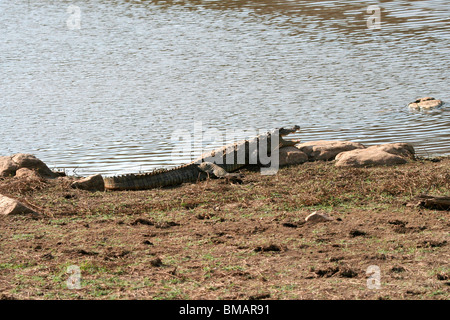 Crocodiles agresseur sur le bord de l'eau dans le parc national de Ranthambore Banque D'Images