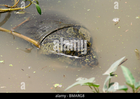 La Tortue molle Ganges (Aspideretes gangeticus) dans un lac du refuge d'oiseaux de Bharatpur Keoladeo Ghana (Parc National), l'Inde Banque D'Images