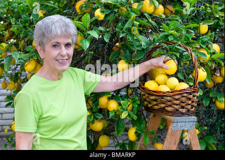 Une femme adulte senior est de choisir les citrons et les mettre dans son panier en osier. Banque D'Images