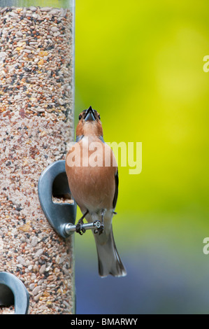 Fringilla coelebs. Chaffinch mâle se nourrissant d'un chant d'oiseaux Banque D'Images