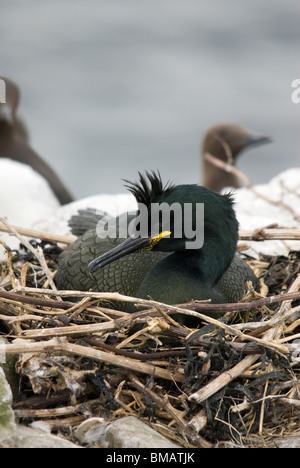 Shag, (Phalacrocorax aristotelis) assis sur le nid. Inner Farne, les îles Farne, Northumberland, Angleterre. Banque D'Images