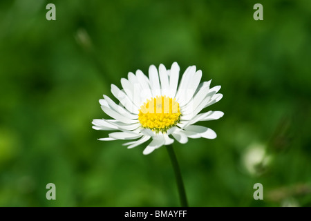 Marguerite, de beaux gros plan extrême, macro photo, beauté de la nature Banque D'Images