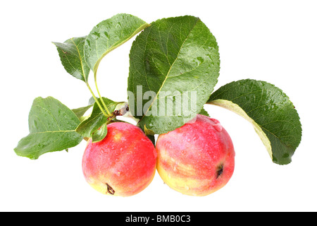 Deux pommes isolé sur fond blanc Banque D'Images