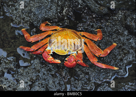 Sally Lightfoot Crab, Galapagos sur la pierre de lave Banque D'Images