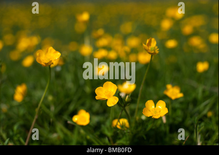 Renoncules (Ranunculus acris) blooming sur Wolvercote (Port commun pré) en mai. Banque D'Images