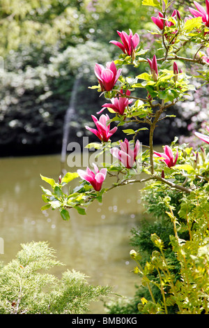 Un affichage floral avec de l'eau dans l'arrière-plan à la Dingle, Shrewsbury Banque D'Images