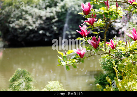 Un affichage floral avec de l'eau dans l'arrière-plan à la Dingle, Shrewsbury Banque D'Images