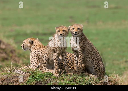 Et les jeunes guépards, Acinonyx jubatus, Masai Mara, Kenya, Afrique Banque D'Images