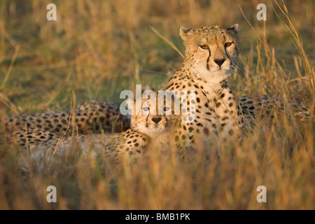 Et les jeunes guépards, Acinonyx jubatus, Masai Mara, Kenya, Afrique Banque D'Images