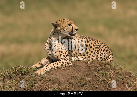 Le guépard couché, Acinonyx jubatus, Parc National de Masai Mara, Kenya, Afrique de l'Est Banque D'Images