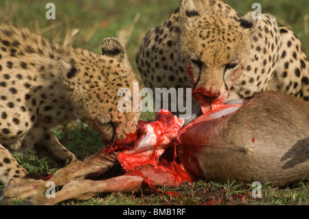 Les jeunes guépards se nourrissant d'un gnou, Acinonyx jubatus, Kenya, Afrique de l'Est Banque D'Images