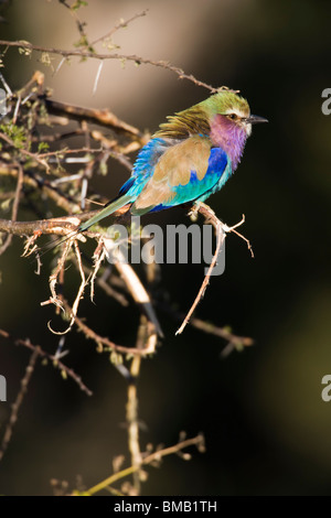 Belle africaine aux couleurs lilas Breasted roller ébouriffé plumes d'oiseau perché sur la branche d'arbre de faible profondeur f Banque D'Images