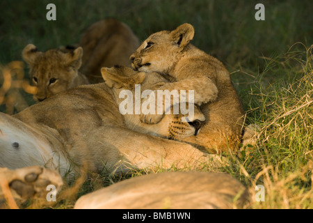 Ludique Cute lion cub serrant la tête de maman dormir, profondeur de champ, un fond, Delta de l'Okavango au Botswana Banque D'Images